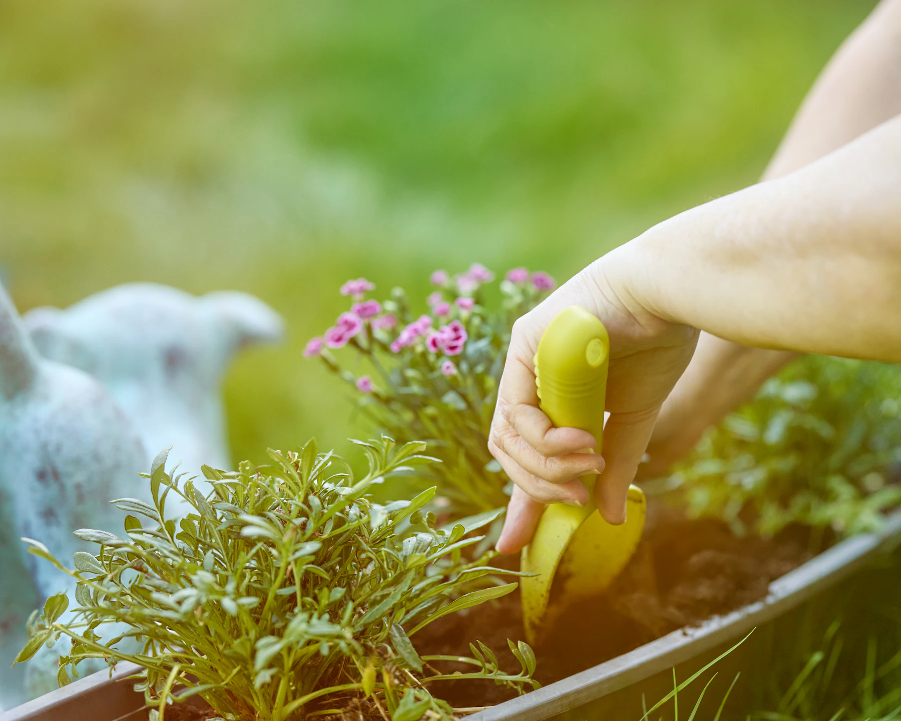 Hands carefully planting flowers in a garden bed
