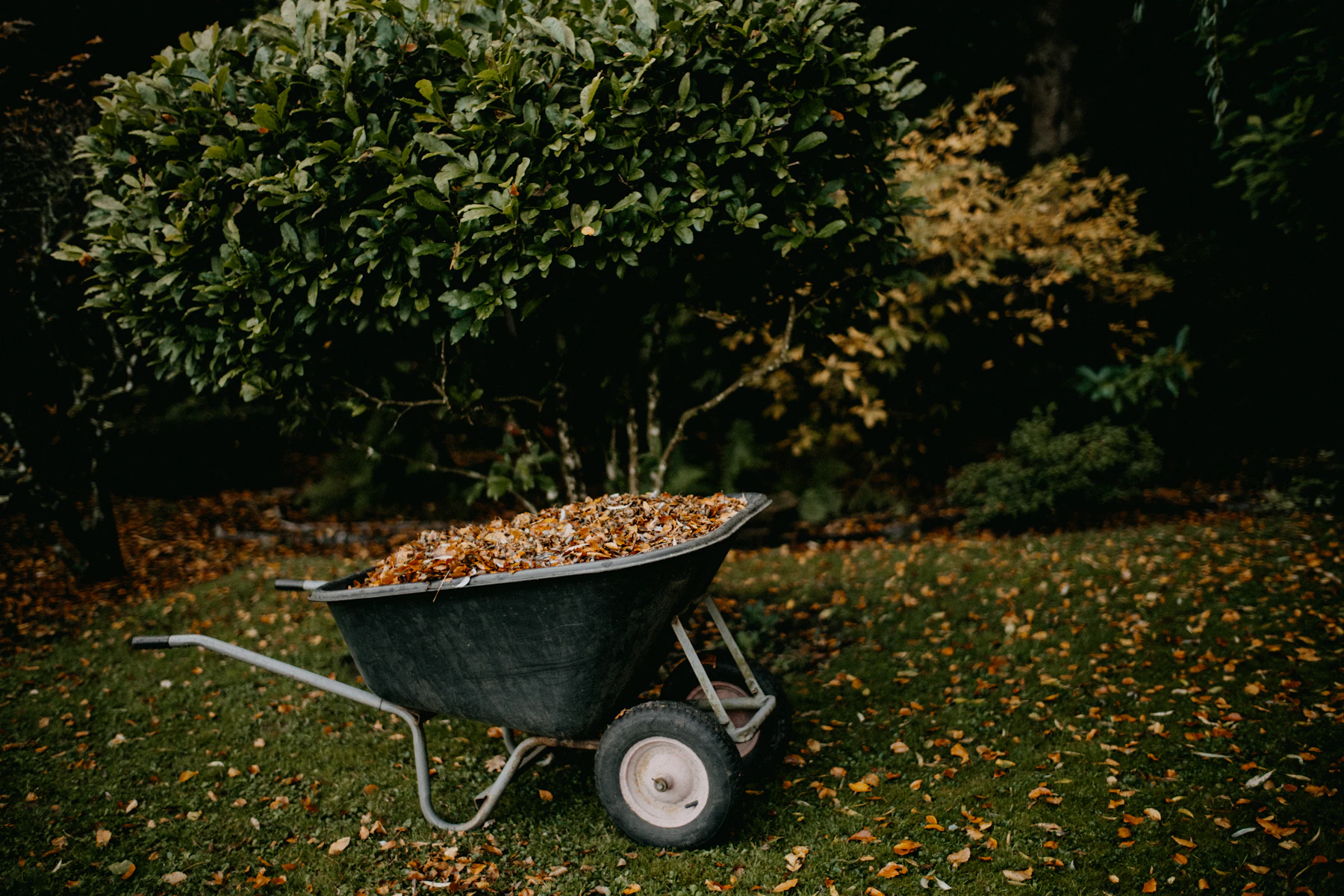Wheelbarrow filled with leaves during a seasonal yard cleanup
