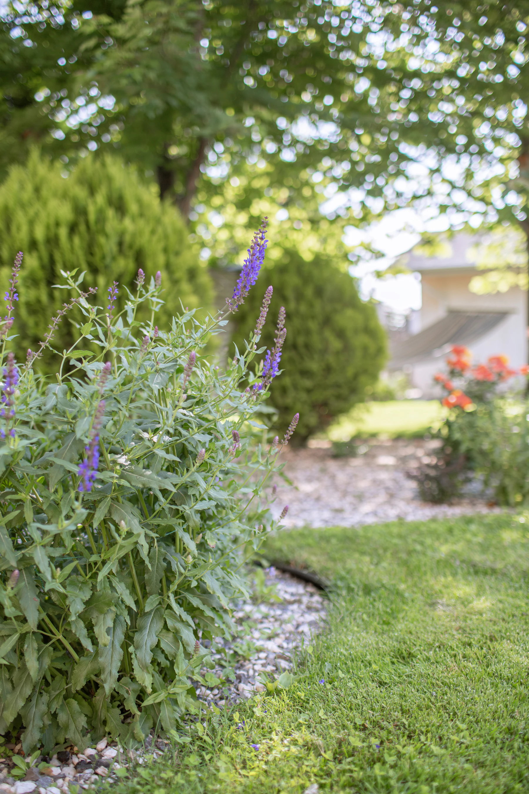 Thoughtfully arranged flowering plants and lawn in a residential garden