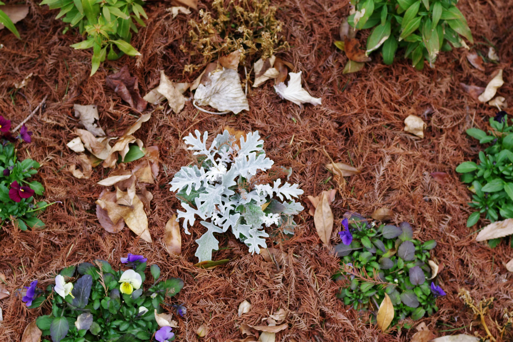 Fresh natural mulch surrounding flowers and garden plants