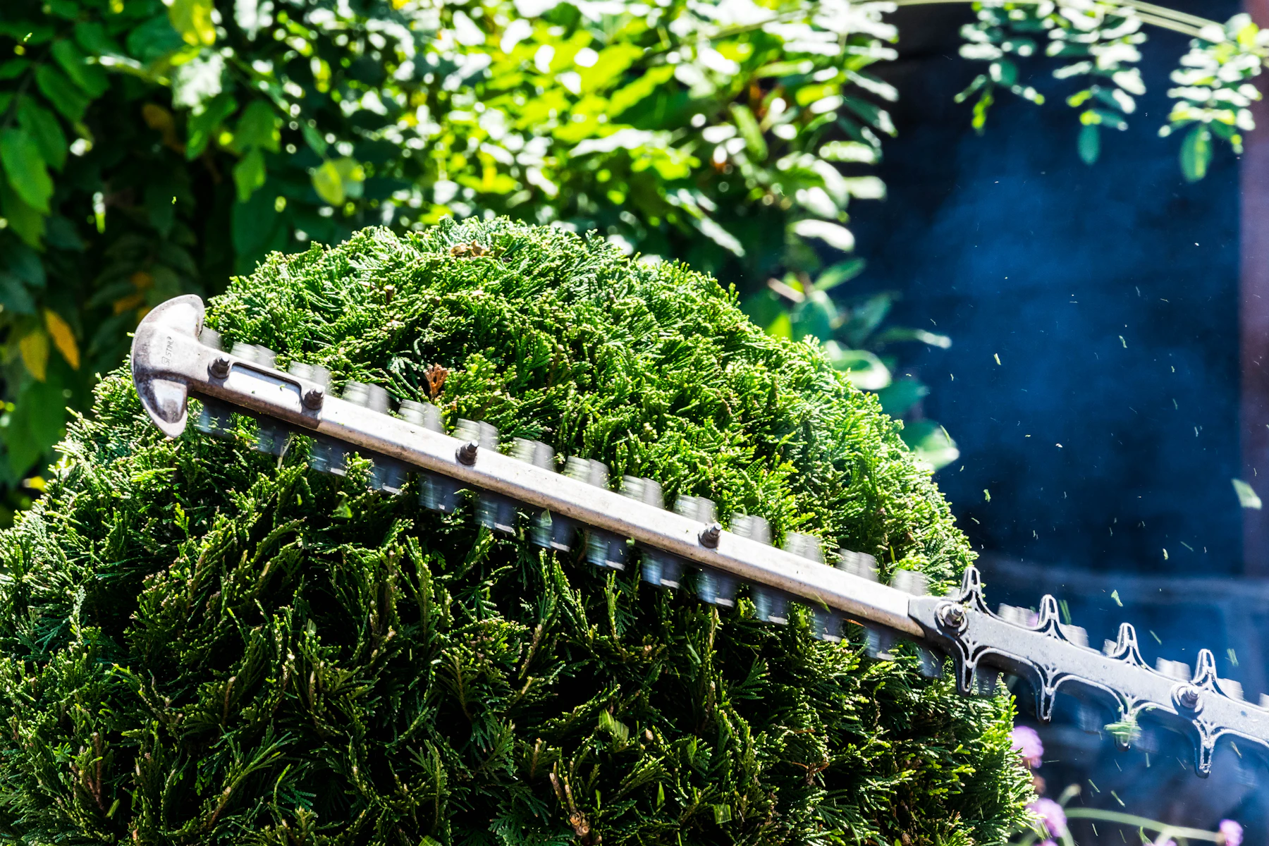 Hedge trimmer precisely shaping an evergreen shrub